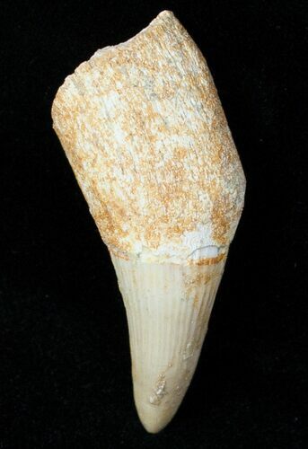 Mosasaur (Platecarpus) Tooth - Partial Root #12439